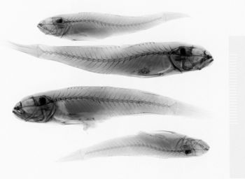 Media type: image;   Ichthyology 28988 Aspect: lateral,description